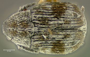 Media type: image;   Entomology 25047 Aspect: habitus dorsal view